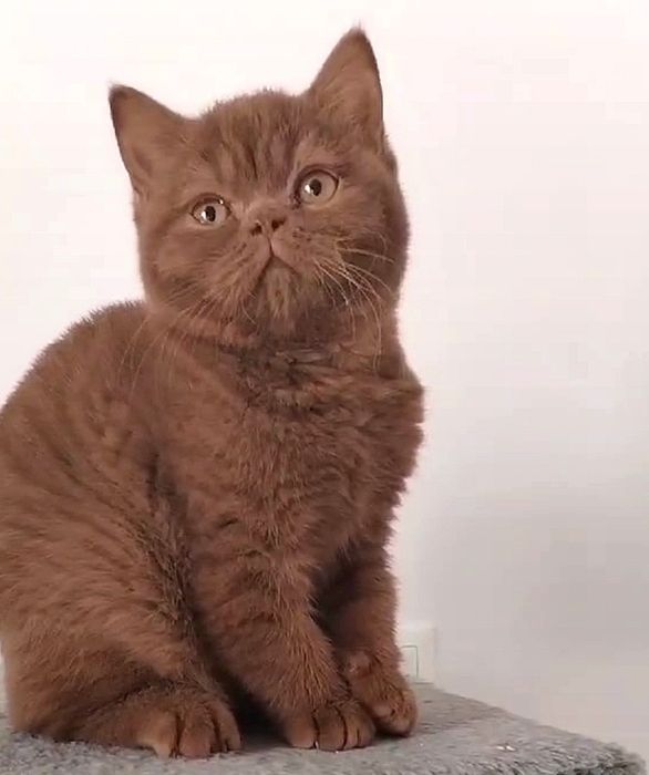 British cinnamon boy