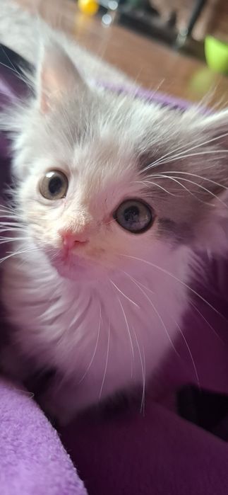 Котенок в добрые руки
