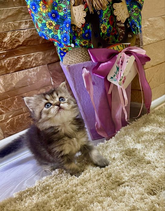 Британская золотая шиншила!