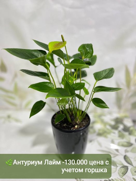 Орхидея мини, Антуриум, Спатифиллум вариегатный и др расте