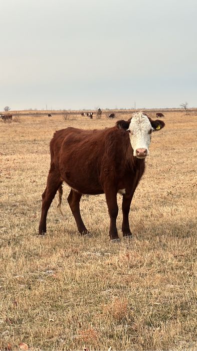 Продам 9 стельных коров, сиыр құнажын, кунажын