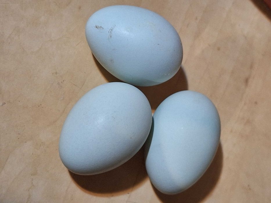 Un cocoș și trei gaini ameraraucana.