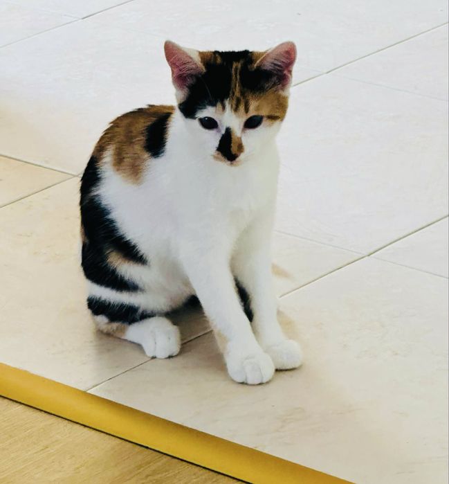 Подаряват се котенца