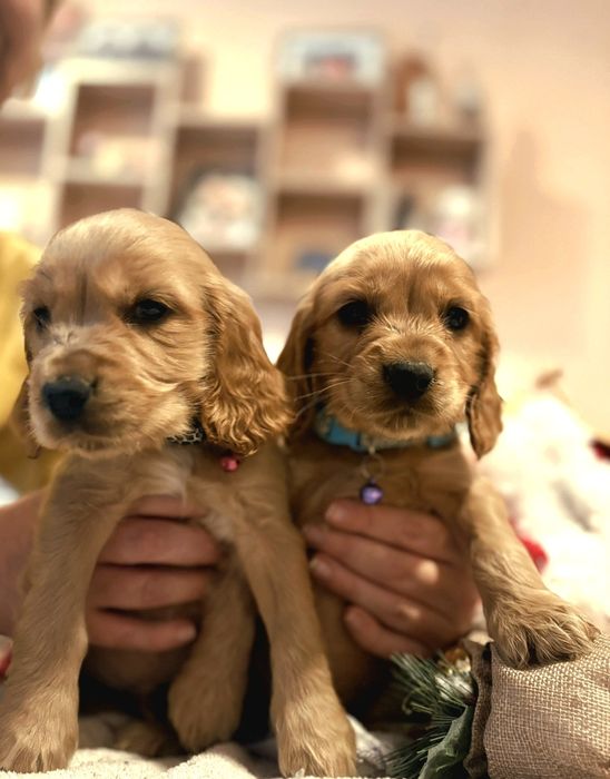 Кокер шпаньол кученца