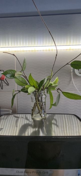 Vand lastari Iasomie de Madagascar si Floare de ceara/Hoya