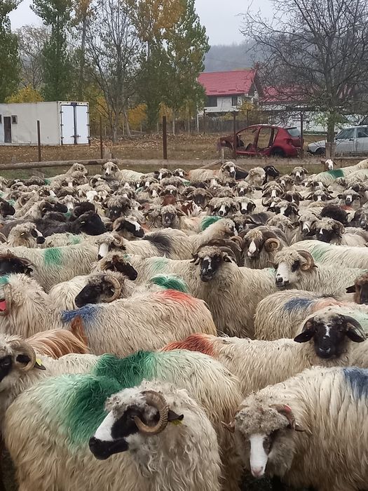 Vînd 30 de oi tinere 570 lei