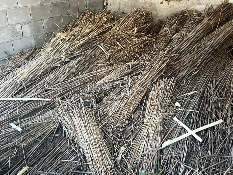 Стоительный камыш