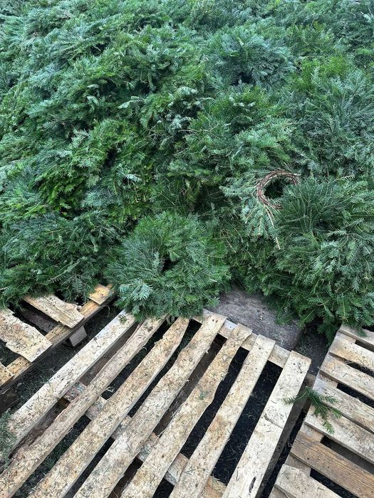 Coronițe brad – producție zilnică – prețuri en-gros