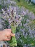 Buchete lavanda proaspata