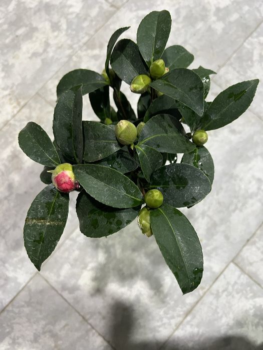 Камелия японская ёлка араукария