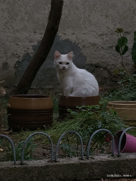 Подарявам малки и големи котета