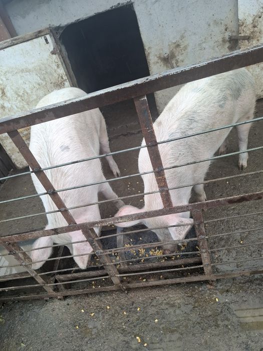 Vand porci 130  180 kg plus genti si anvelope de iarna de 205 55 17