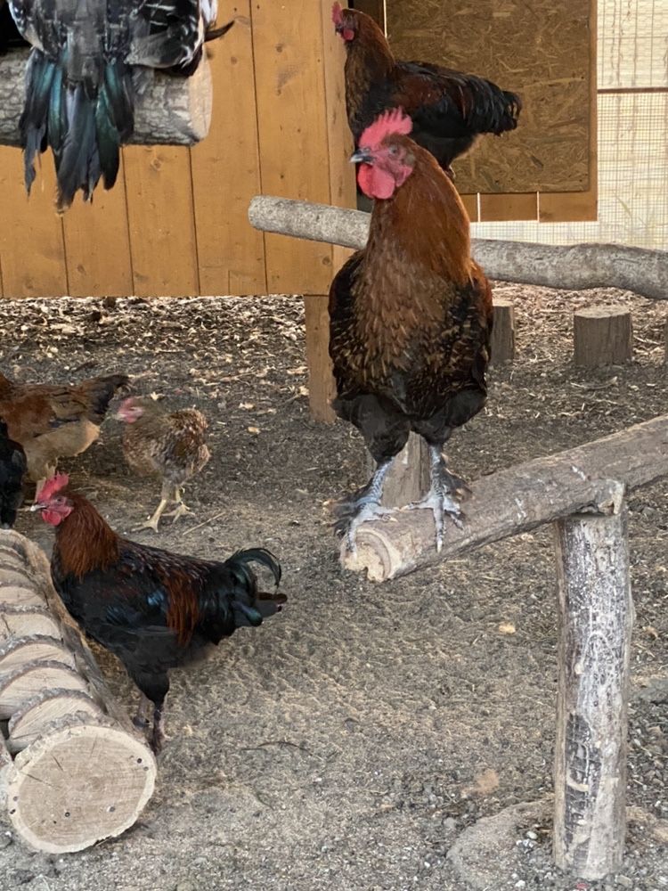 Cocosi si gaini , ayam cemani, araucana si italiene!