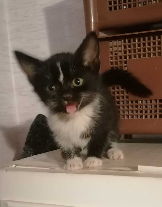 Малки котета си търсят дом