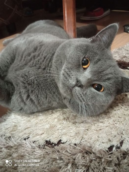 Британска късокосместа