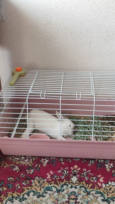 Продается кролик декоративный домашний