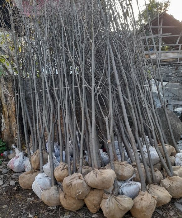 Vindem mesteacan tei frumos mirositor