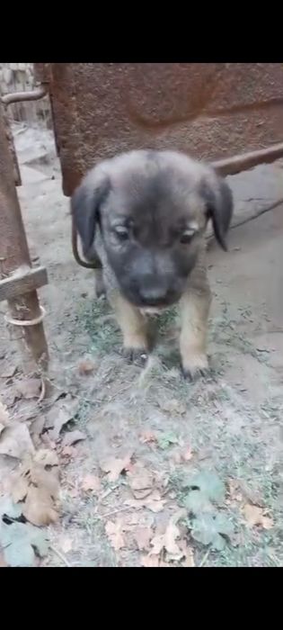 Щенята в хорошие руки , бесплатно