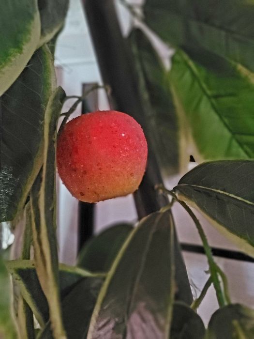 Красивые декаротивные деревья высотой 2метра читайте ниже