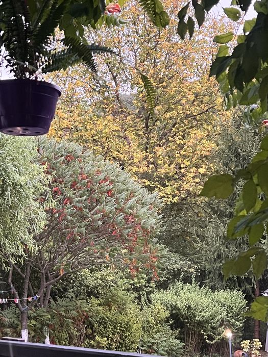 Продава рустифина 1.80 м