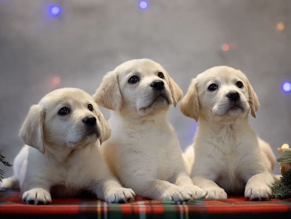 чистокровные милые щенята лабрадора ретривера