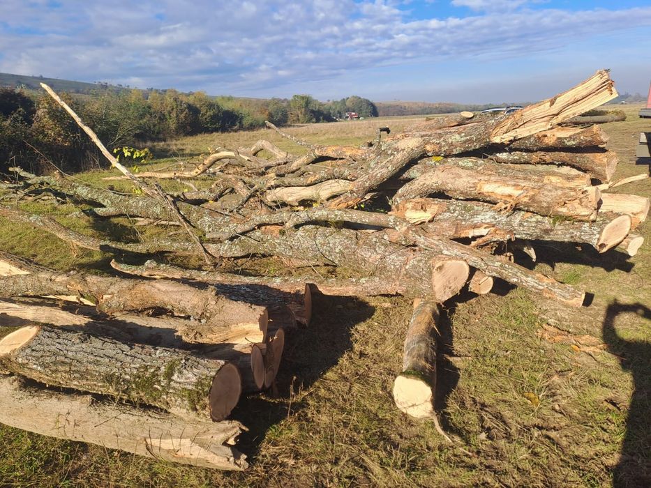 Vând lemn de foc fag+carpen+gorun