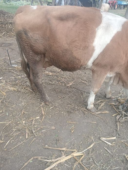 Vând vaca la prima fătare