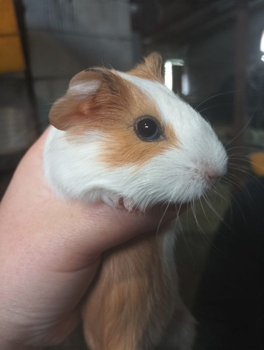 Vând pui de porcușori de guineea frumoși și jucausi