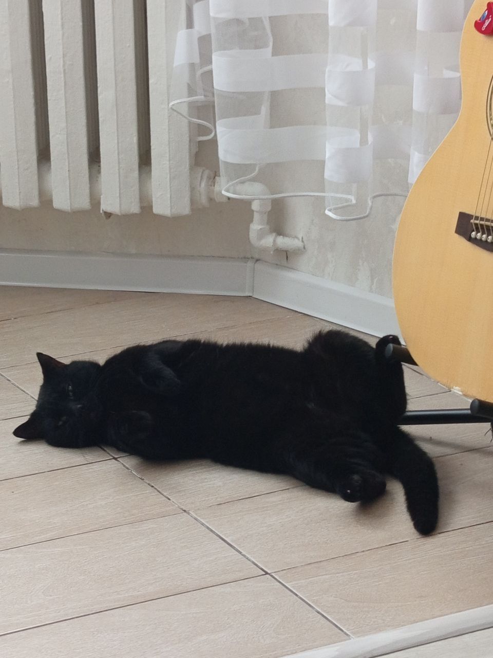 Кот домашний кот