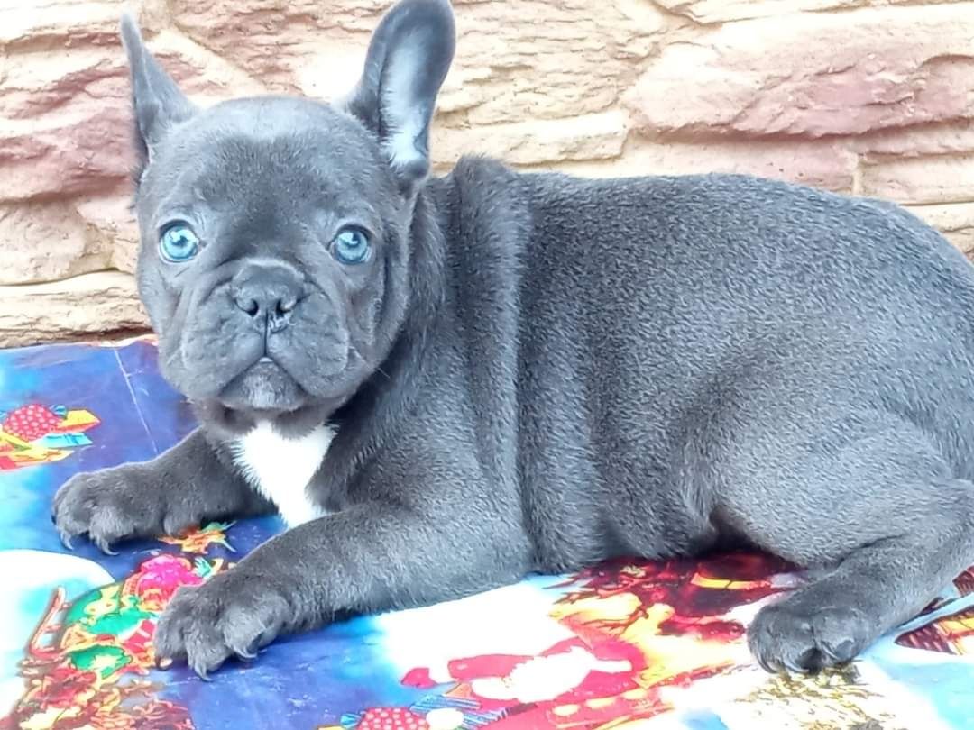 Bulldog francez blue fetita