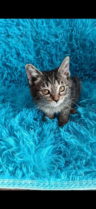 Породистые и безпородистые