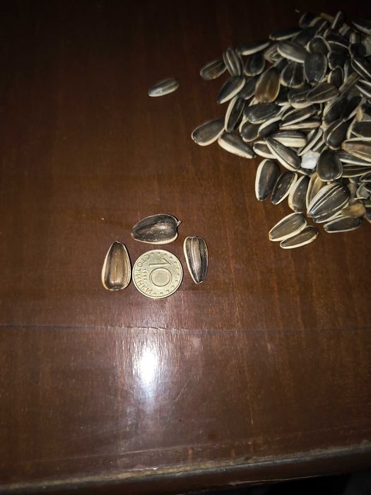 Шарен едър слънчоглед за птици