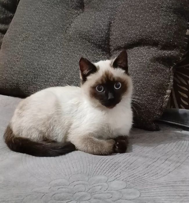 Отдам котят бесплатно