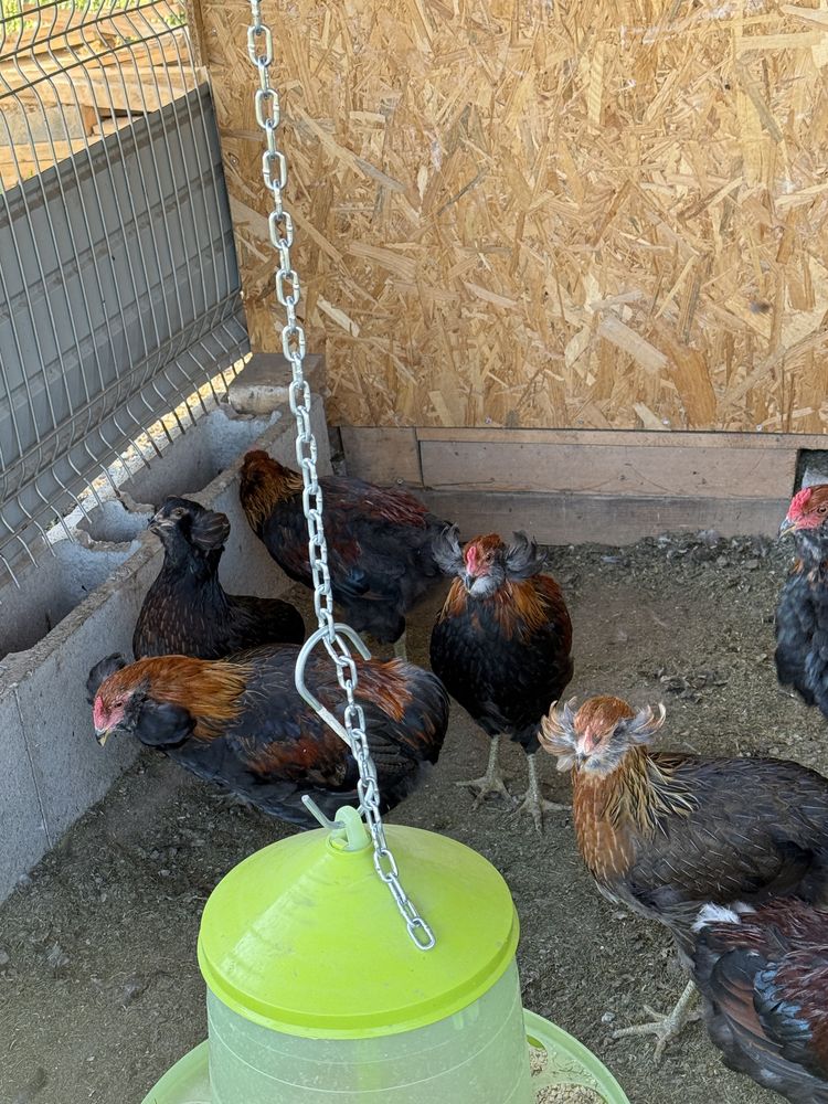Cocosei 2025 araucana gat auriu si negru