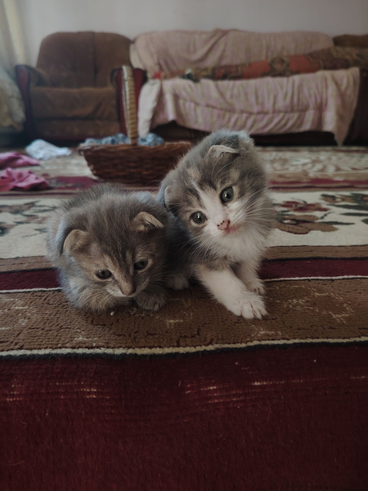 mushukchalar 2 oyli Scottish Fold