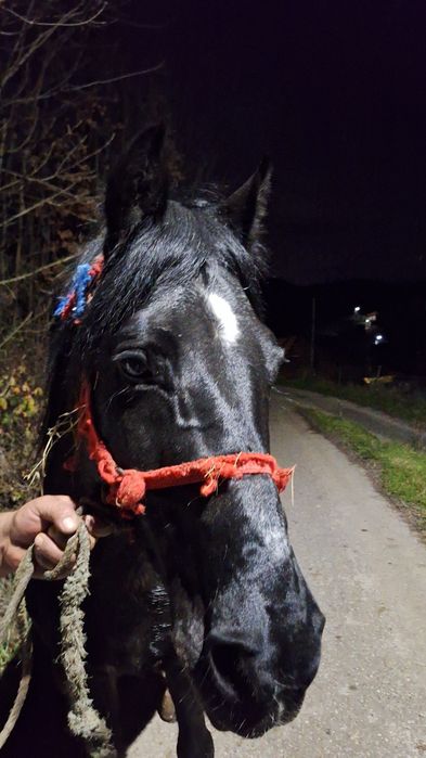 De vânzare iapă și mânz