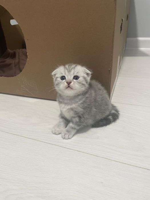 Продаются котята шотландской вислоухой