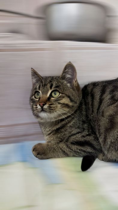 Ищет дом котёнок :)