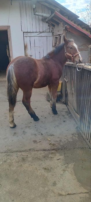 Manz de vanzare 6 luni