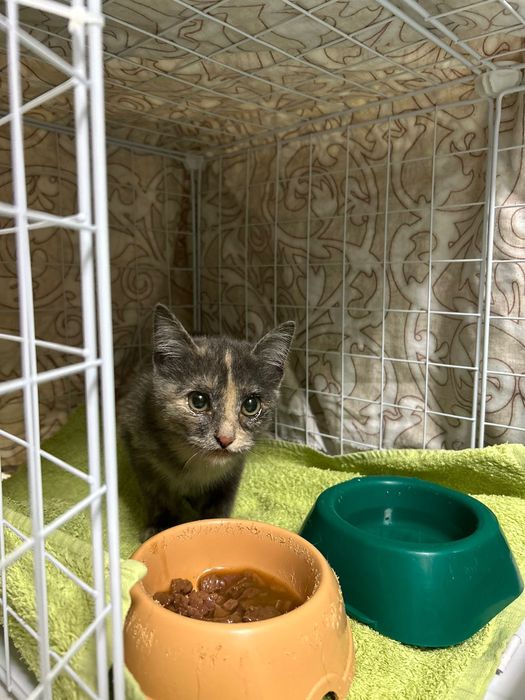 Котенок 3х цветка