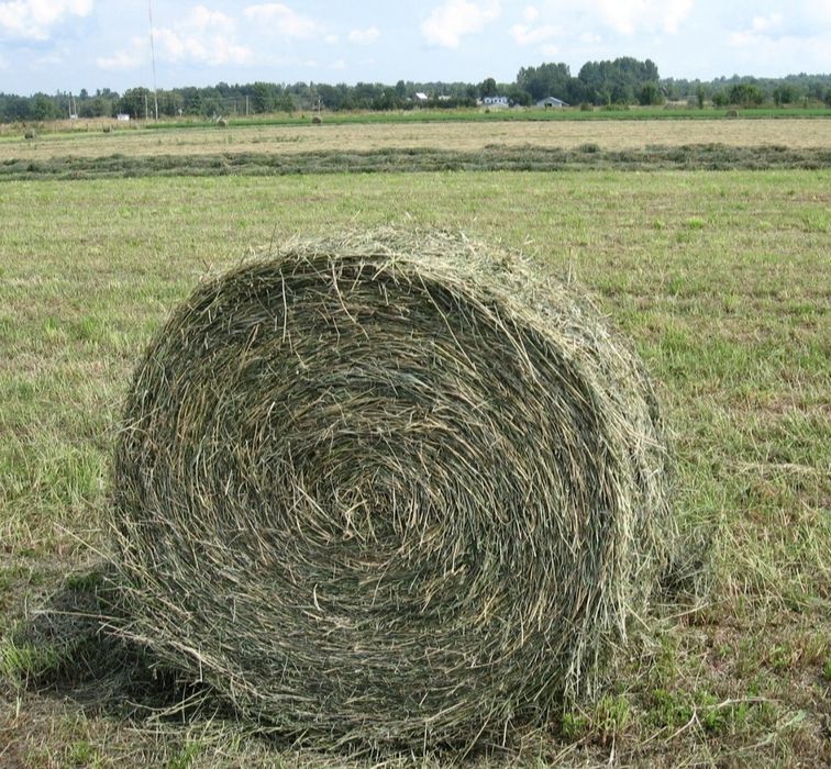 Продам сено рулон 10000