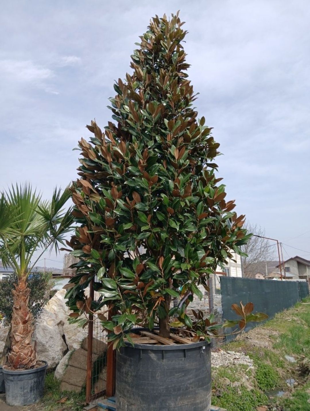 Leylandi chiparos plante ornamentale de orice tip