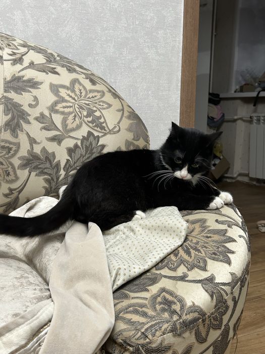 Кот и кошка ищут дом