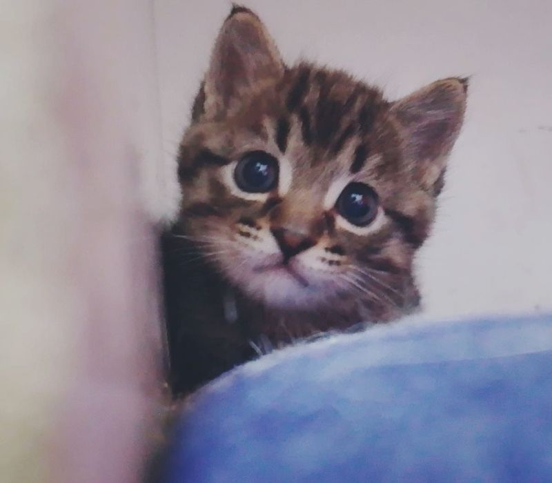 2 котят , обе мальчики