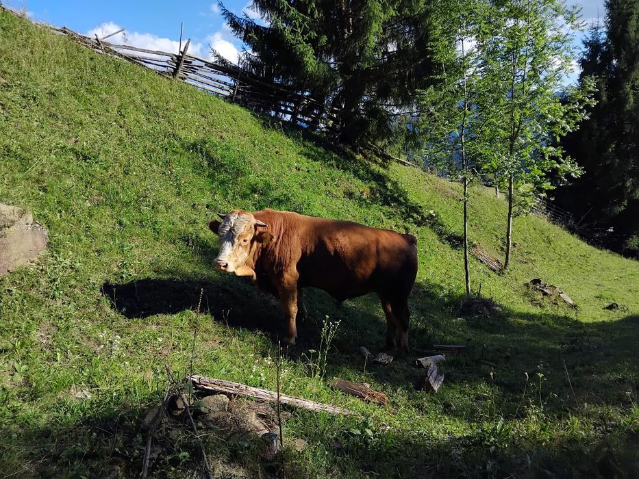 Vând carne bio 100%