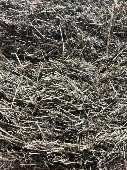 Сено клевер