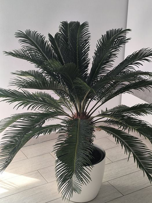 Palmier pitic planta decorativa - interior