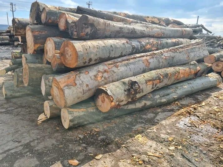 Vand lemne de foc buștean fag