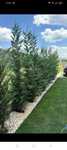 Plante ornamentale diferite specii