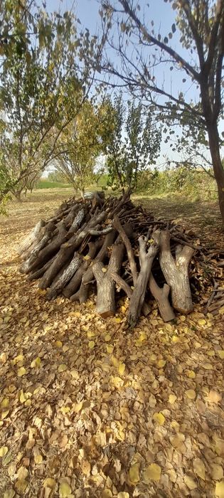 Тароша утин сотилади